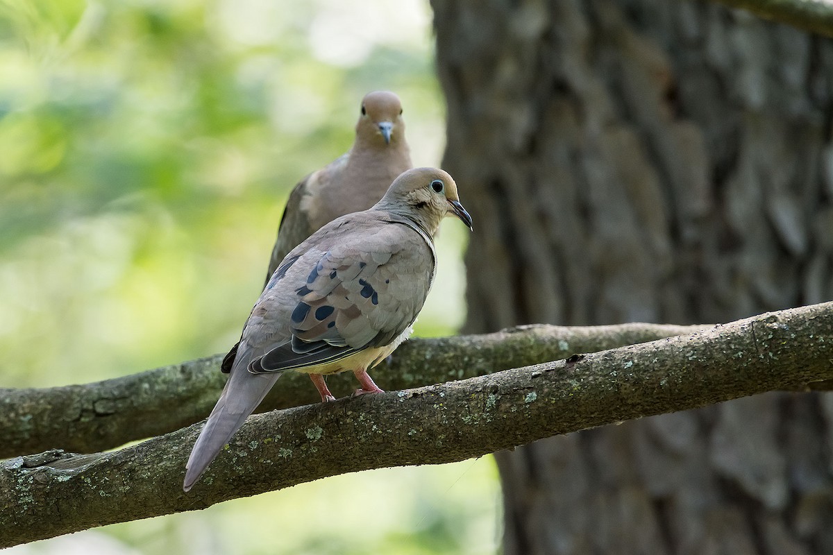 Mourning Dove - ML620189783