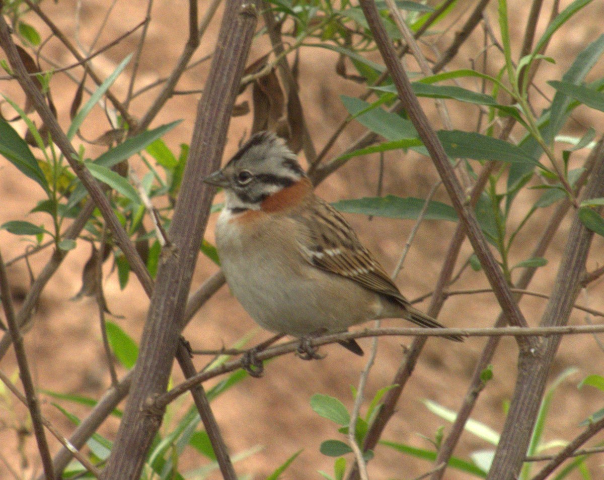 Rufous-collared Sparrow - ML620189785