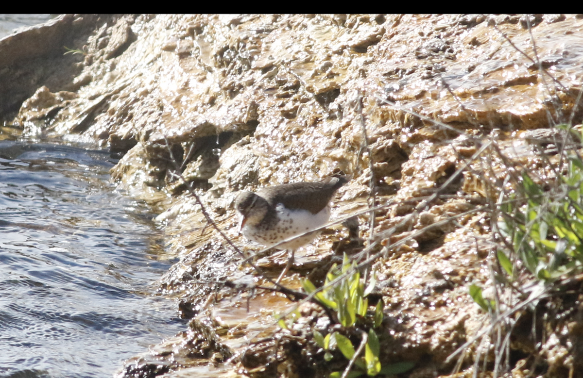 Spotted Sandpiper - ML620189787