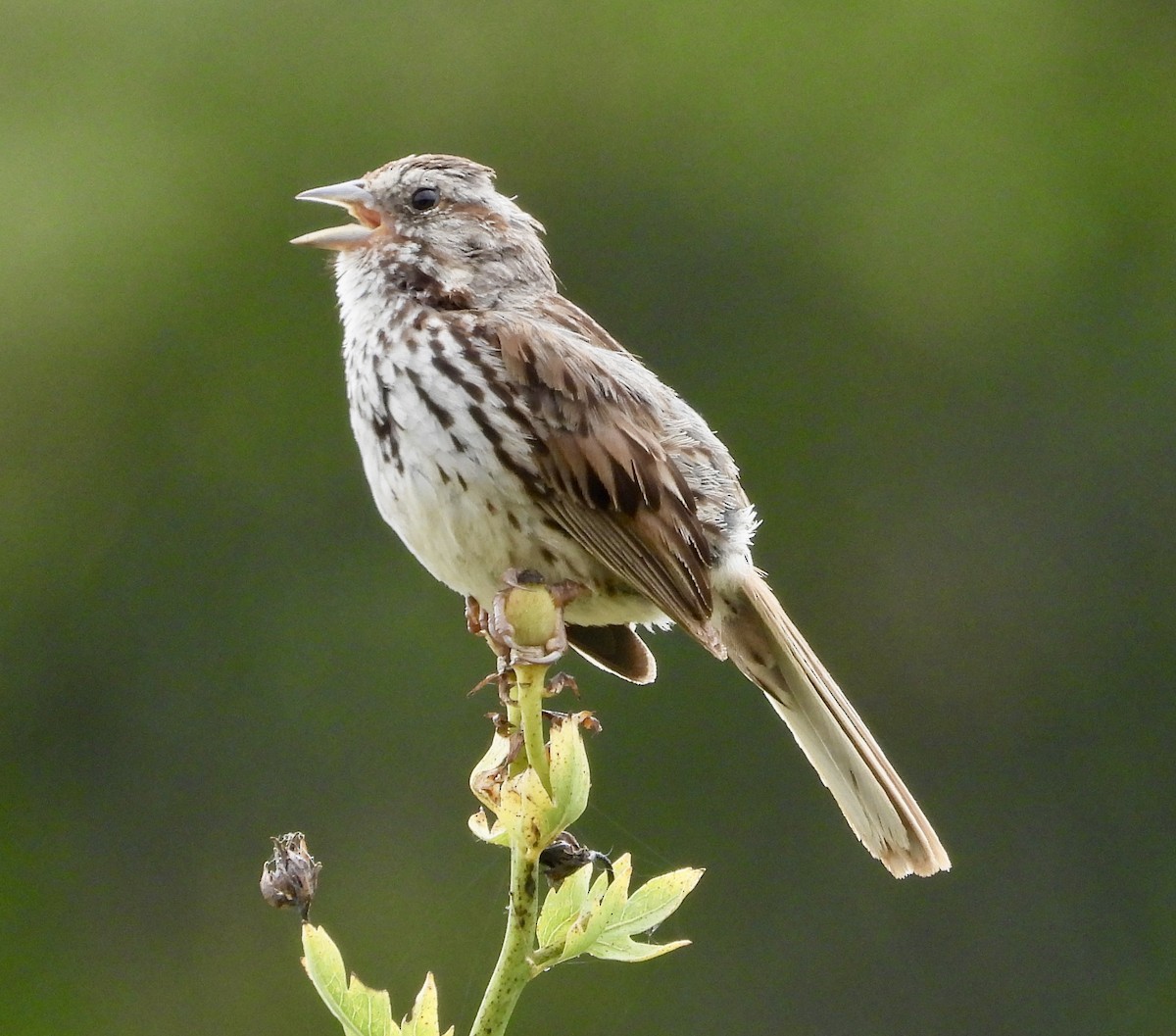 Song Sparrow - ML620189788