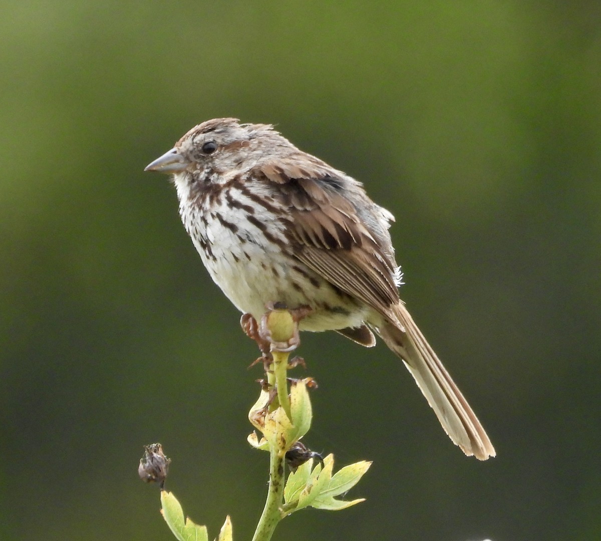 Song Sparrow - Cathie Canepa