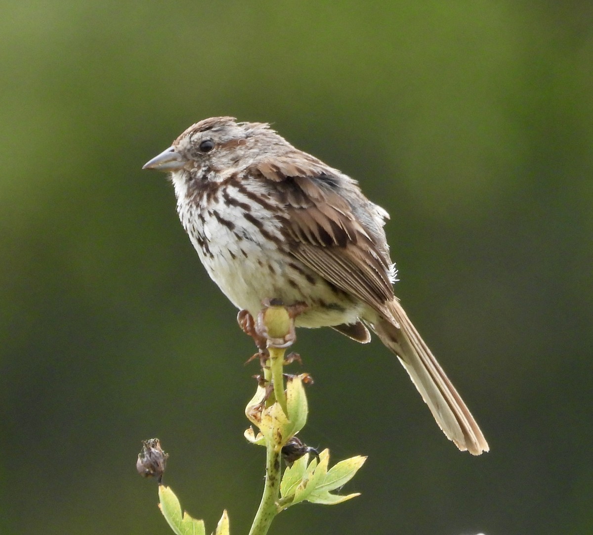 Song Sparrow - ML620189789