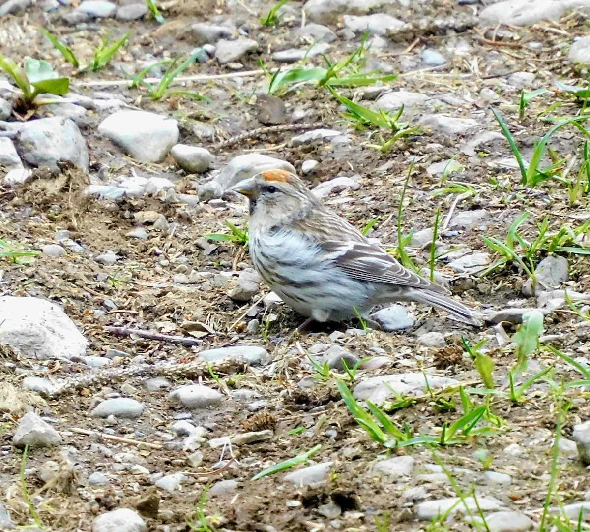 Common Redpoll - ML620189791