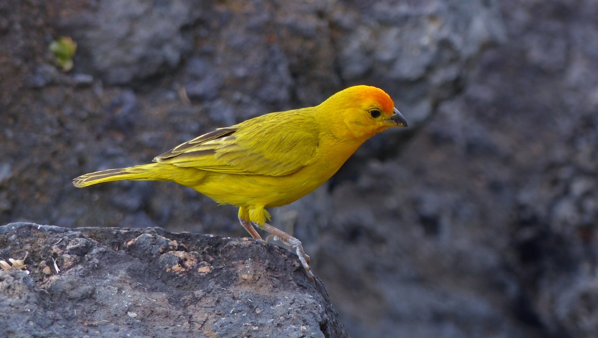 Saffron Finch - Mark Nikas