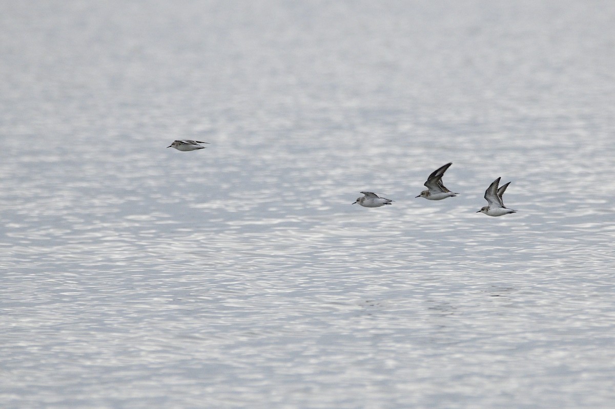 Red-necked Stint - ML620189802