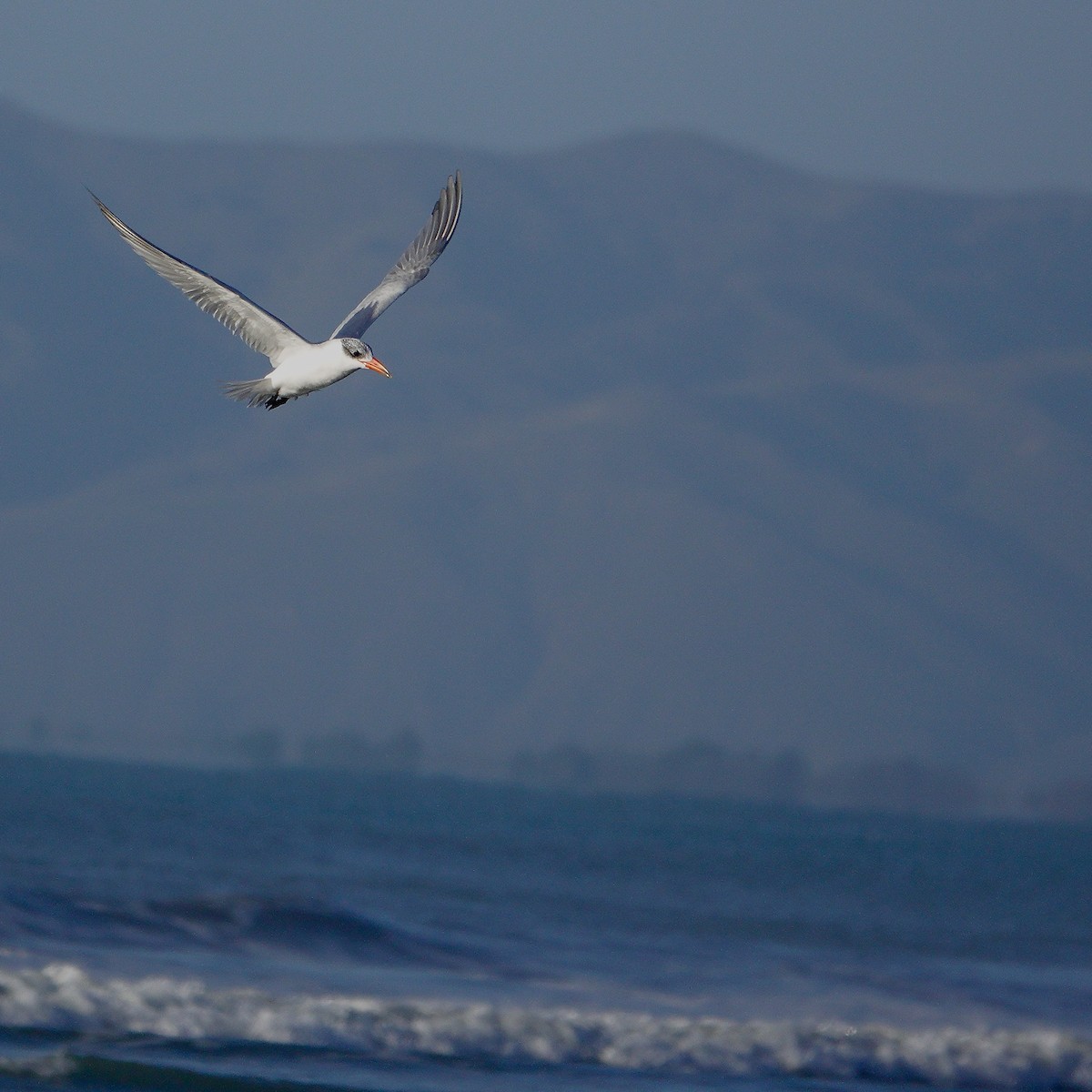 Caspian Tern - ML620189803