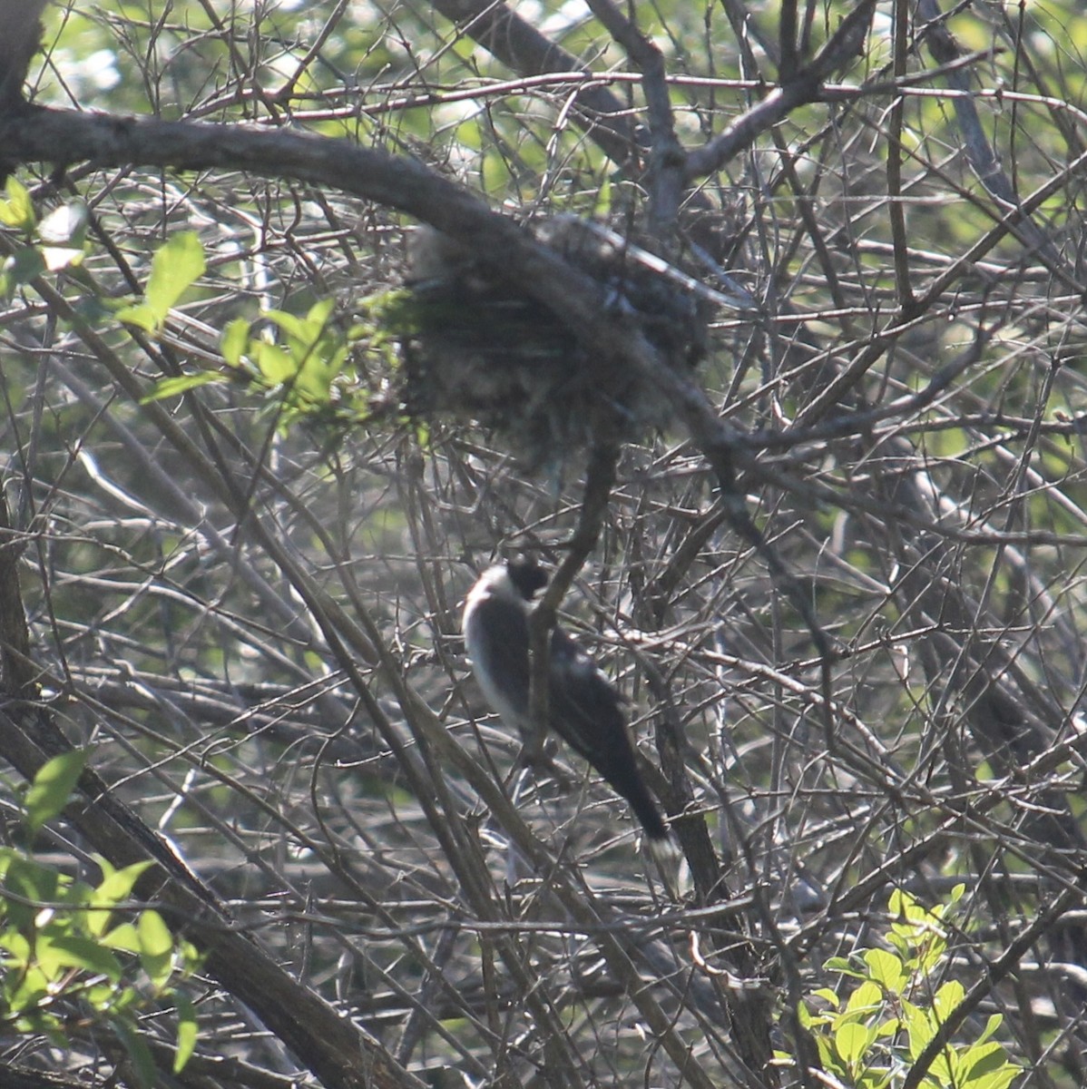 Eastern Kingbird - ML620189806