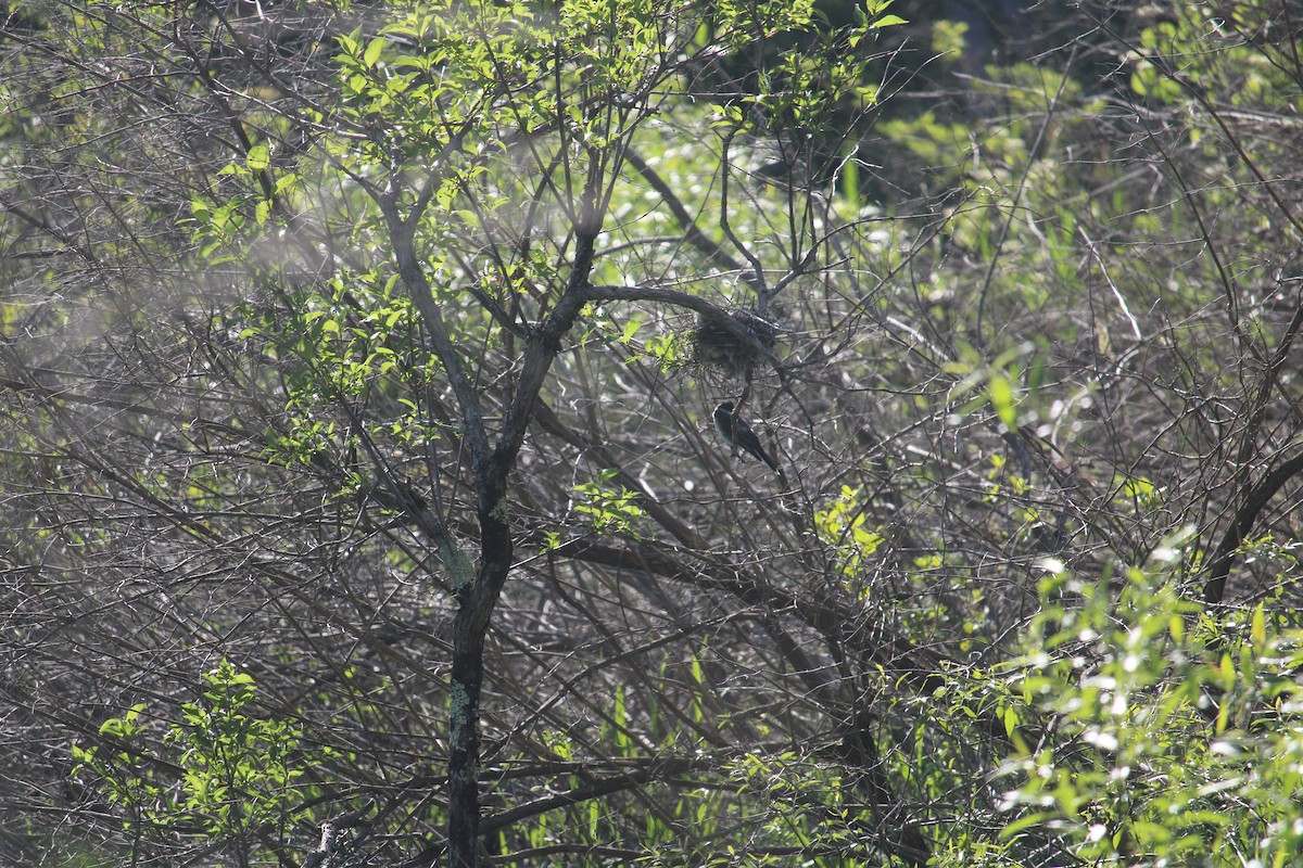 Eastern Kingbird - ML620189810