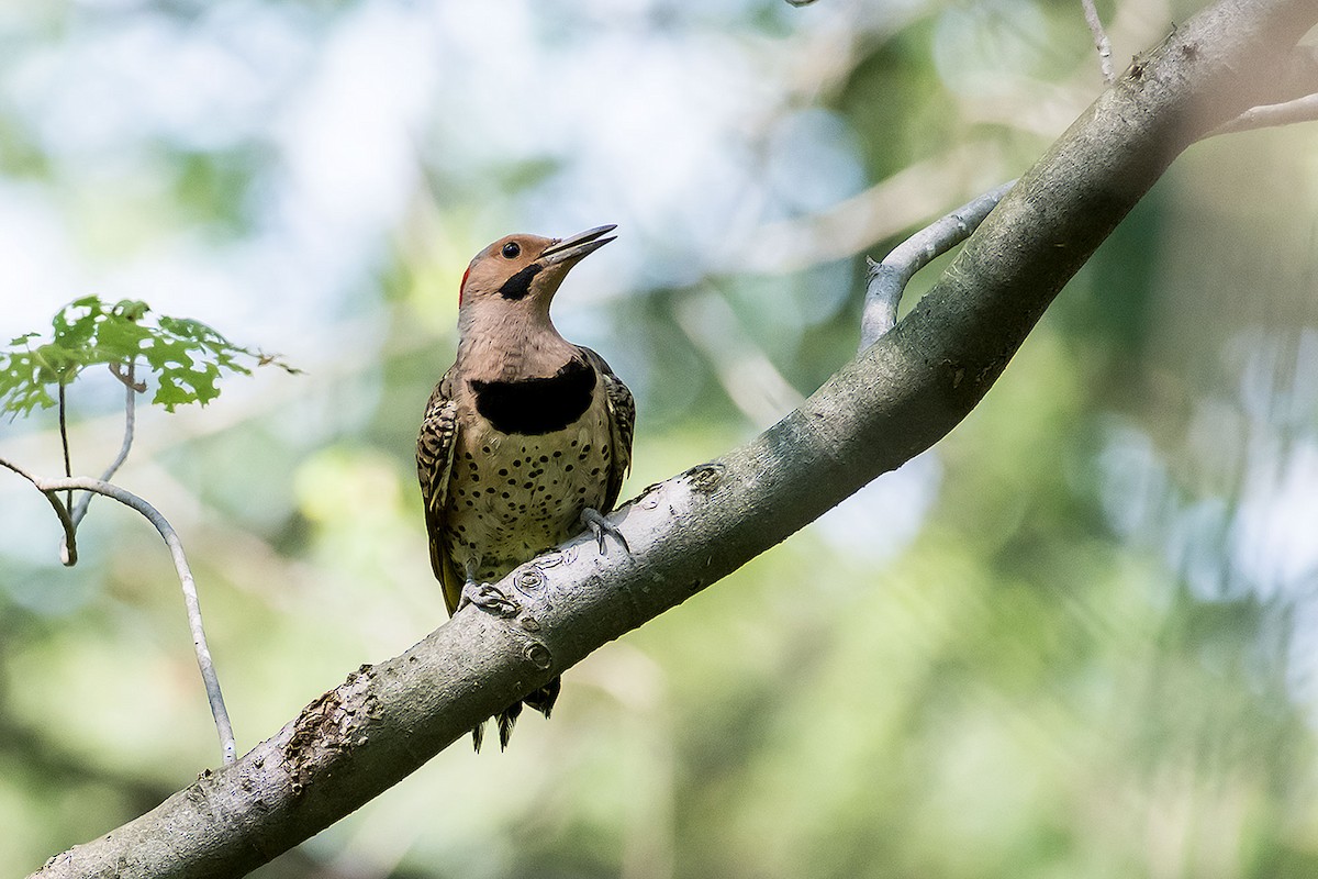 Northern Flicker - ML620189820