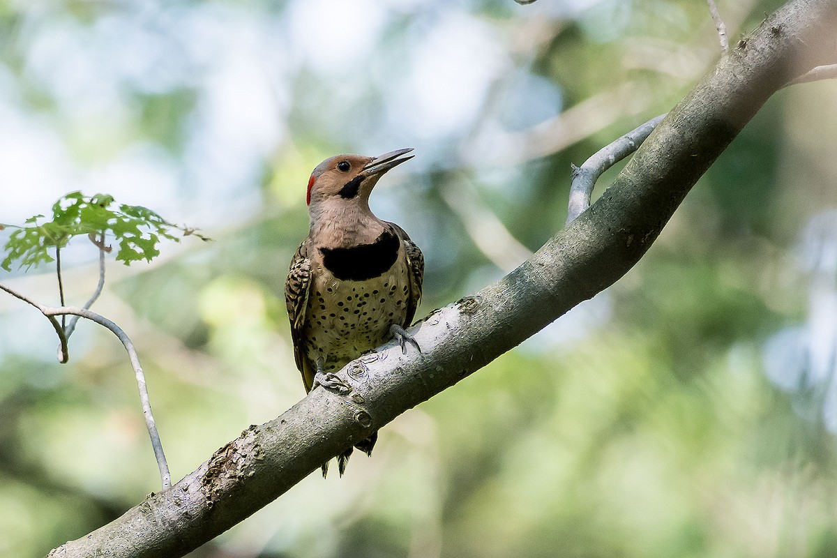 Northern Flicker - ML620189821