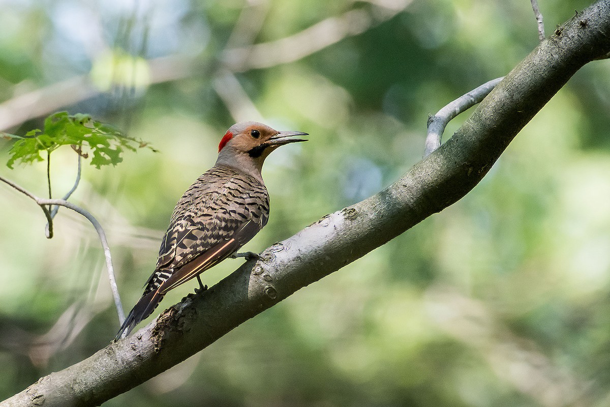 Northern Flicker - ML620189822