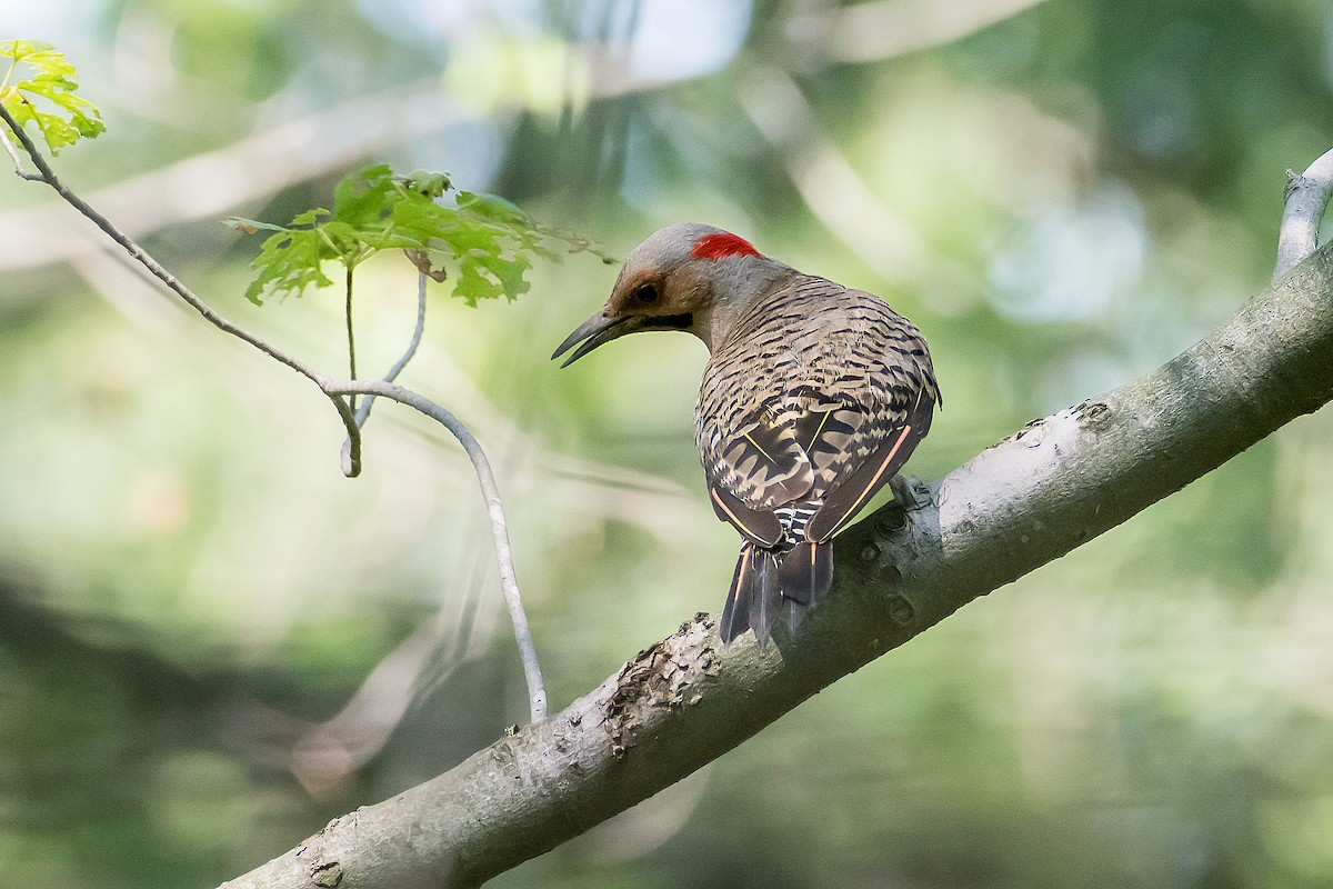 Northern Flicker - ML620189823