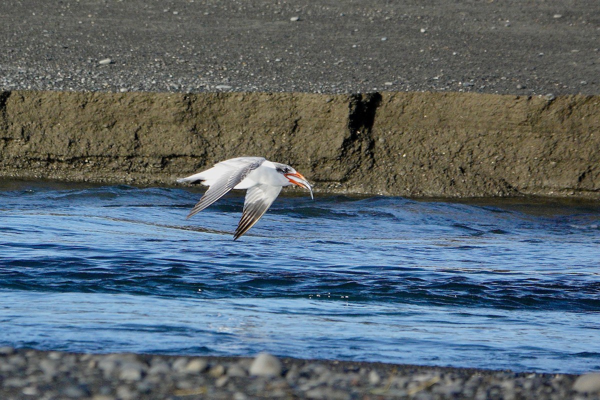 Caspian Tern - ML620189827