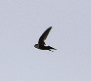 White-throated Swift - ML620189835