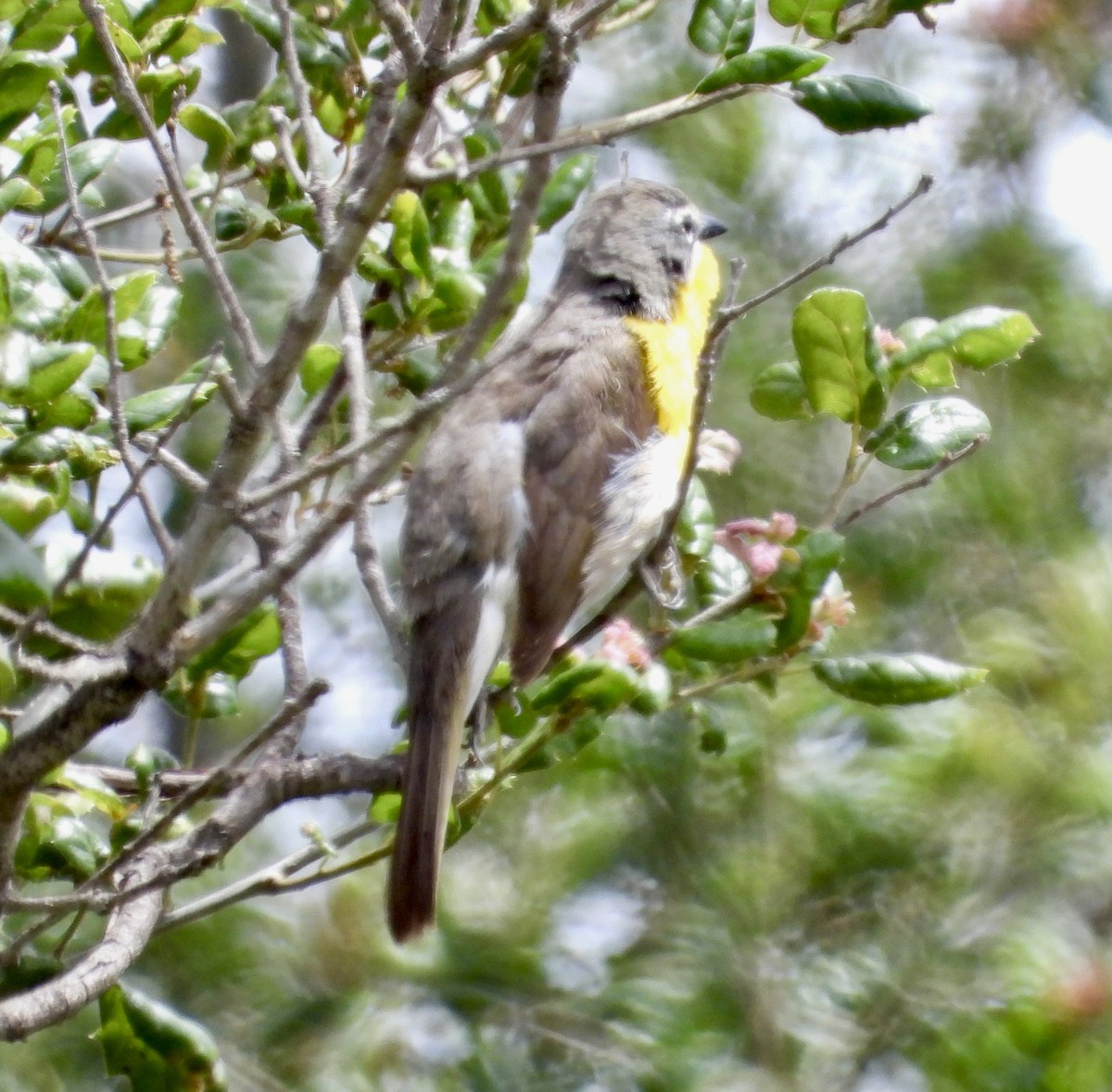 Yellow-breasted Chat - ML620189840