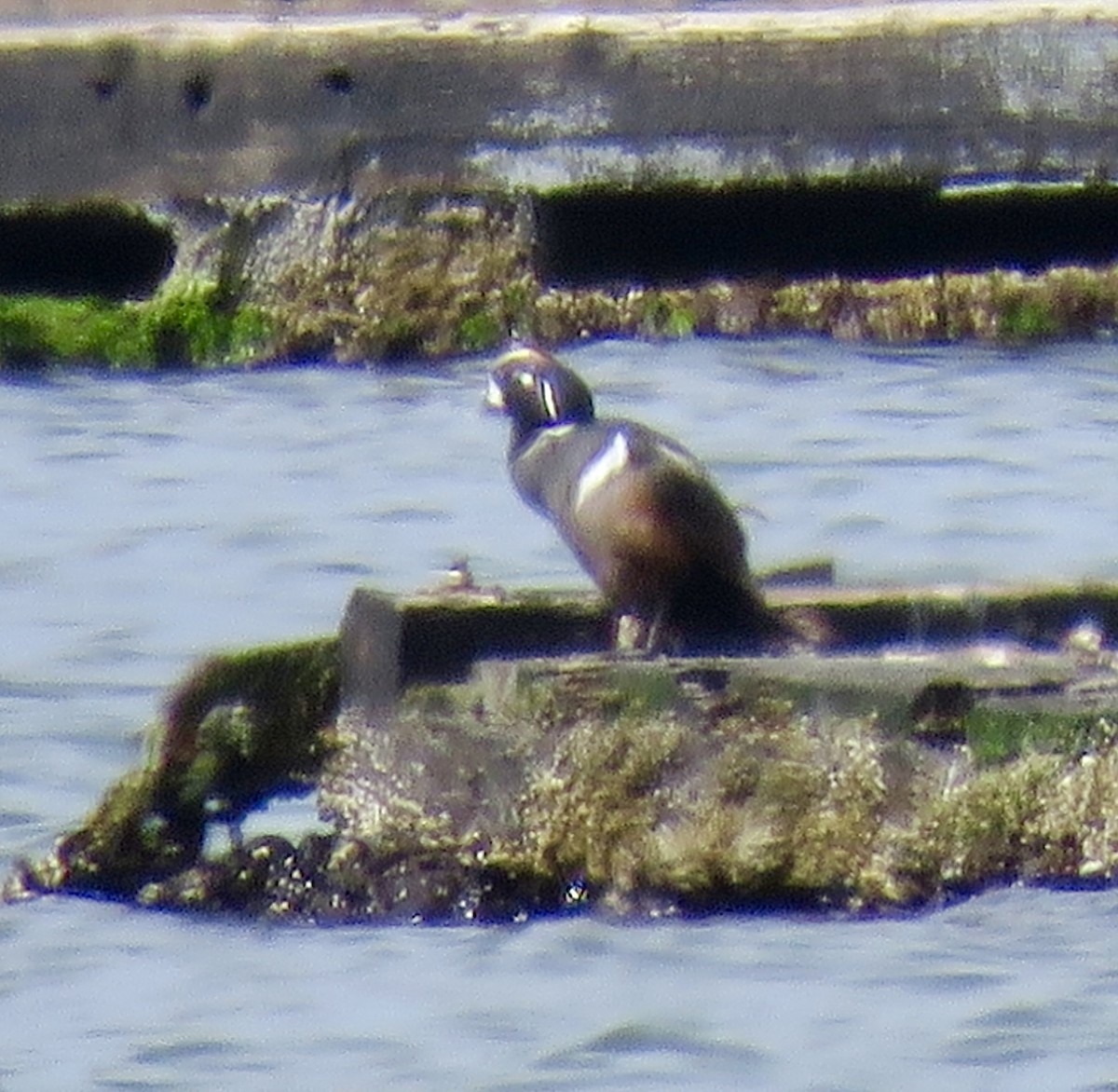 Harlequin Duck - ML620189841