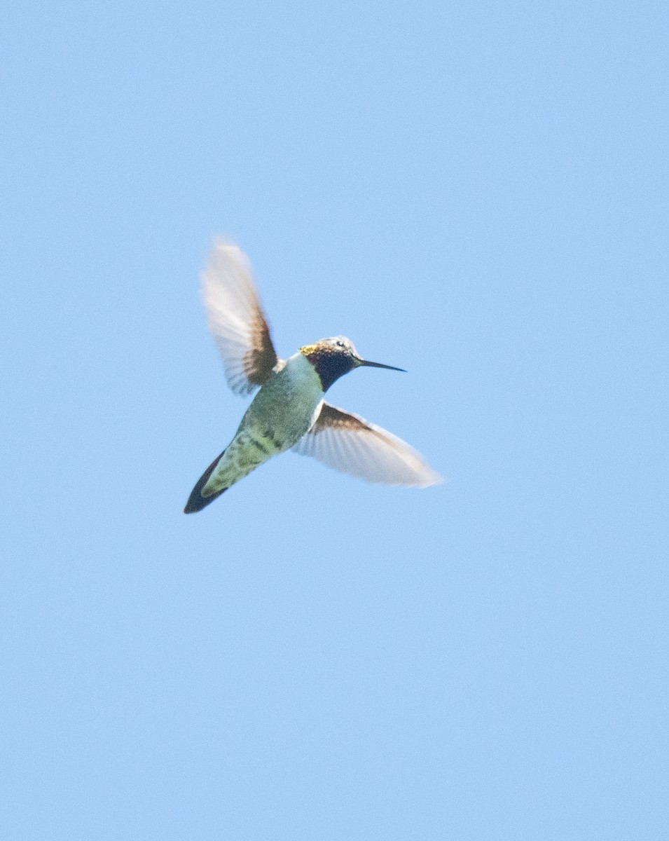 Broad-tailed Hummingbird - ML620189842