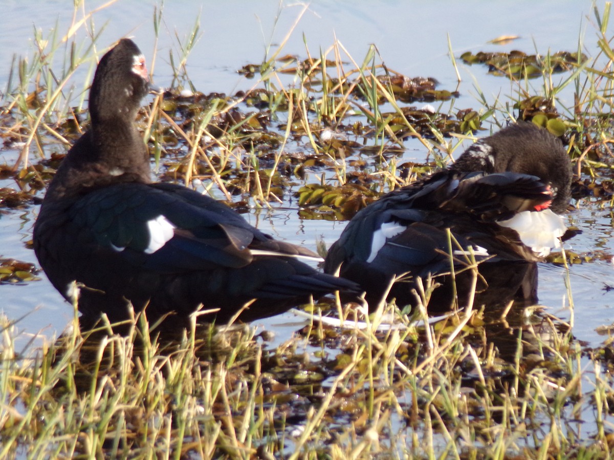 Muscovy Duck - ML620189843