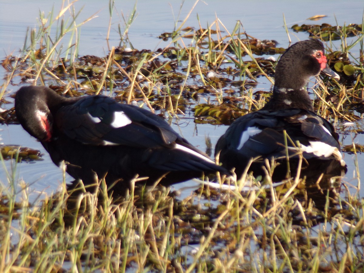 Muscovy Duck - ML620189845