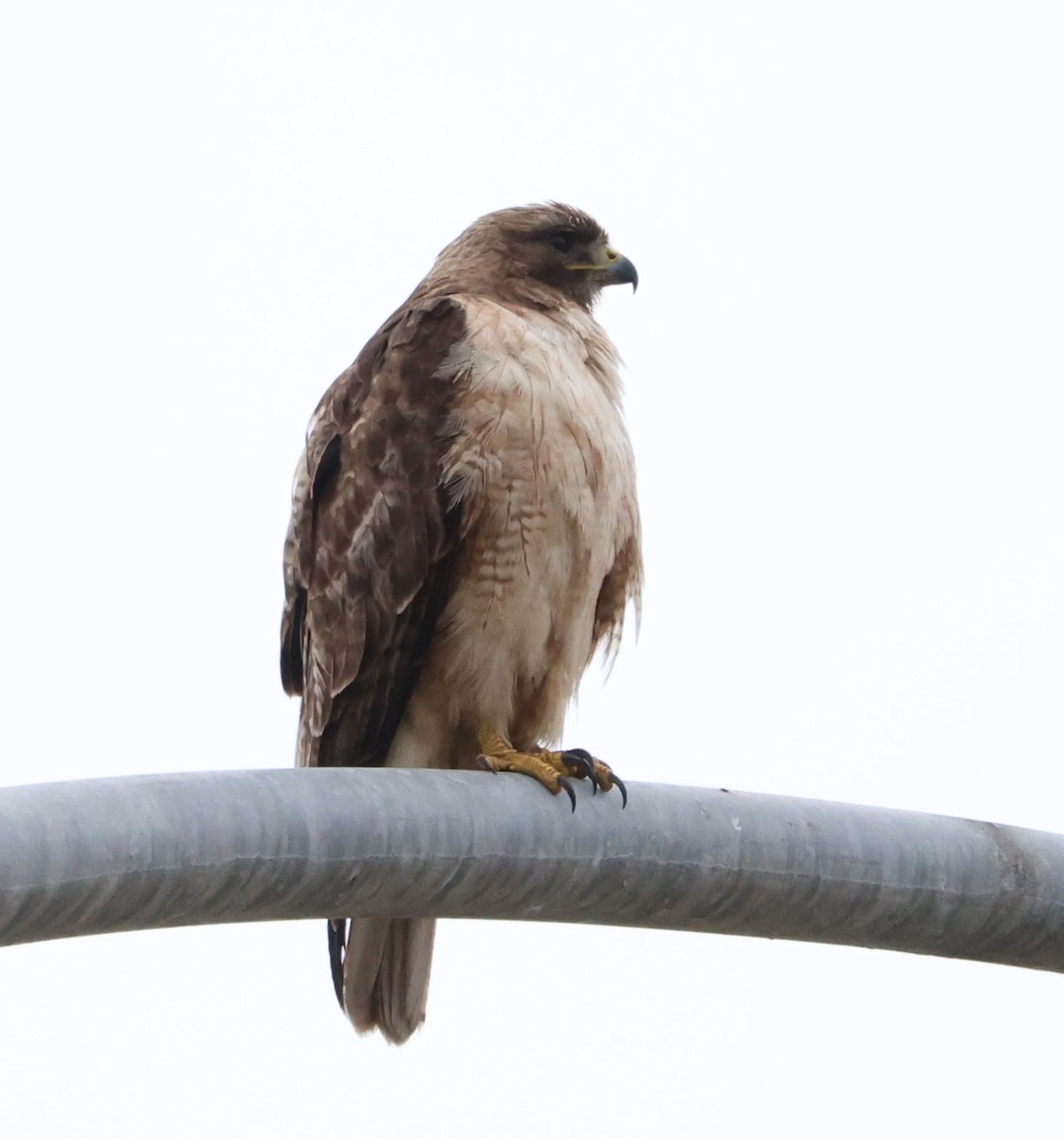 Red-tailed Hawk - ML620189847