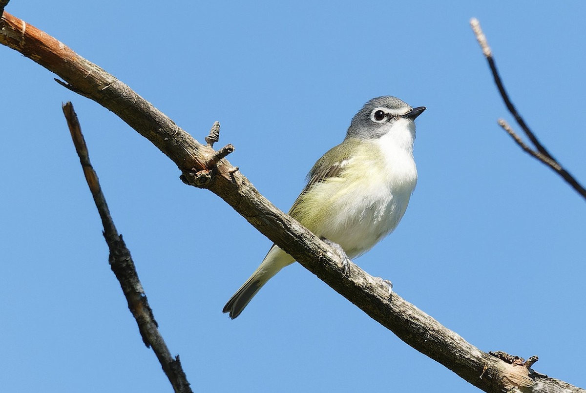 Mavi Başlı Vireo - ML620189854