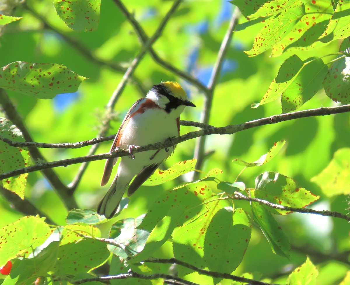 Paruline à flancs marron - ML620189870