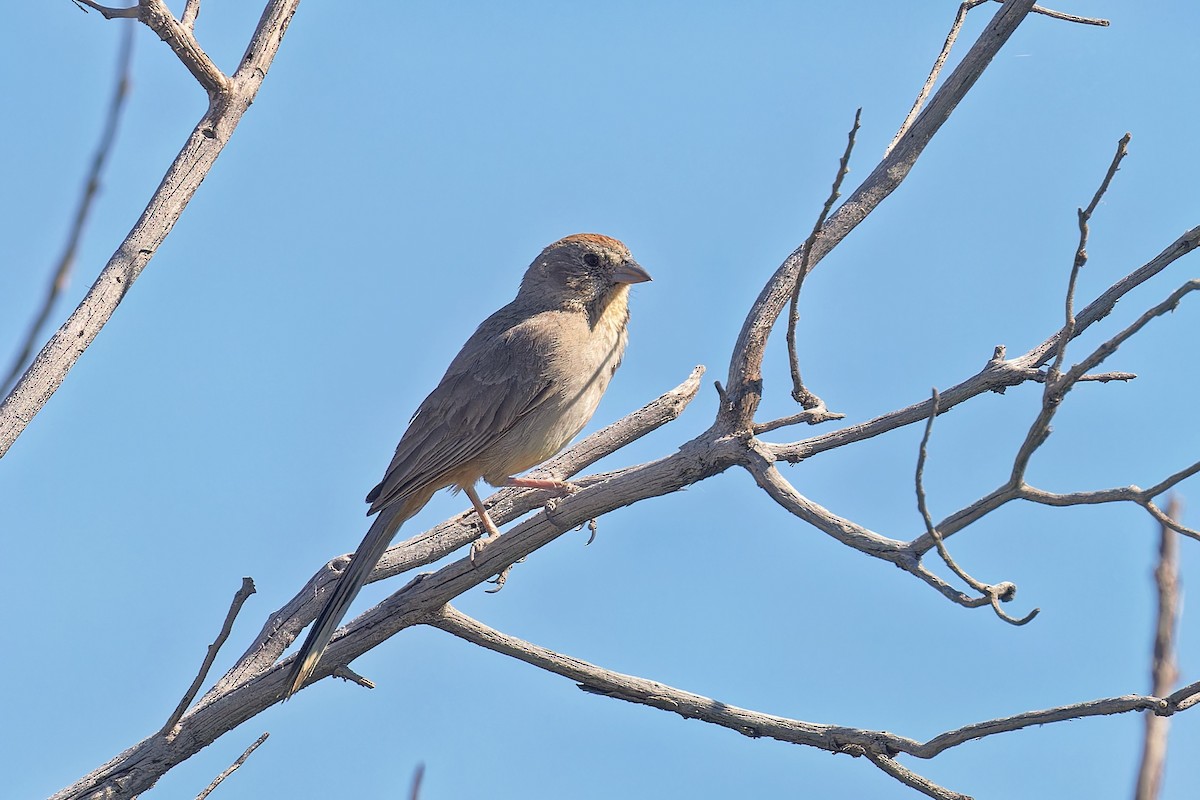 Canyon Towhee - ML620189877