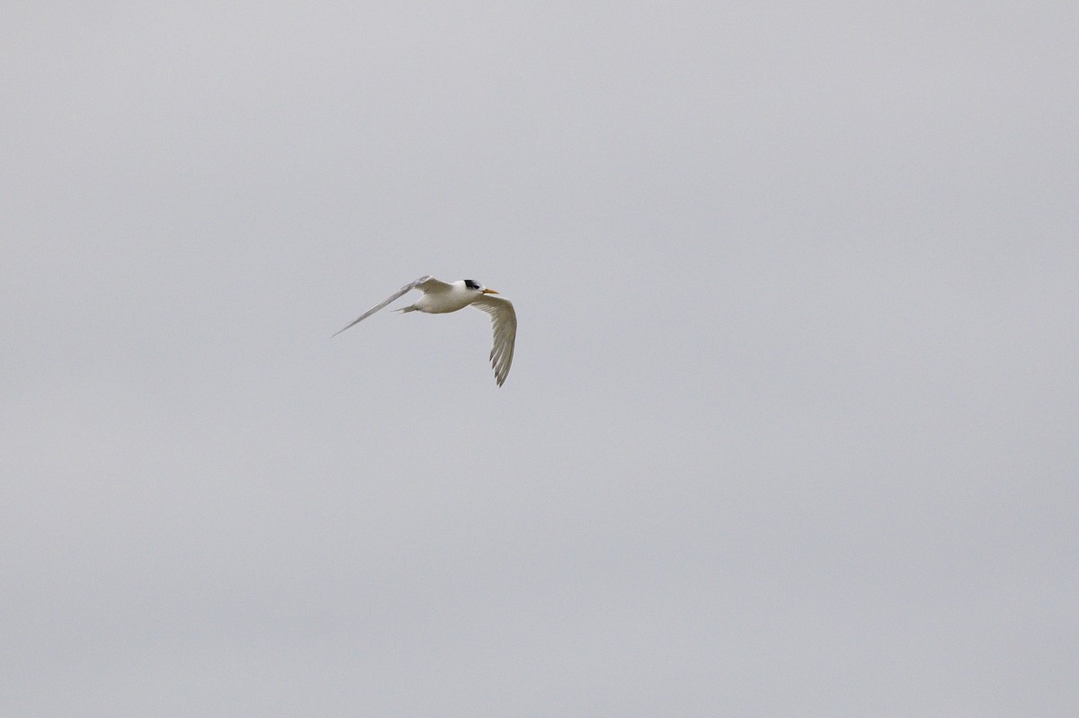 Australian Fairy Tern - ML620189879