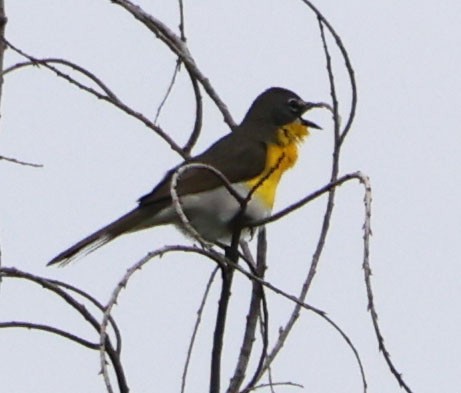 Yellow-breasted Chat - ML620189882