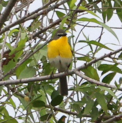 Yellow-breasted Chat - ML620189883