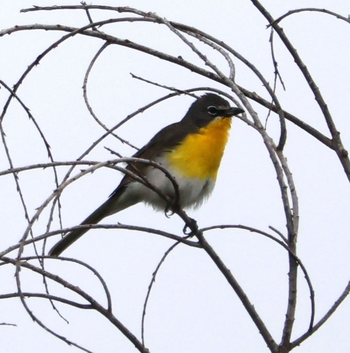 Yellow-breasted Chat - ML620189884
