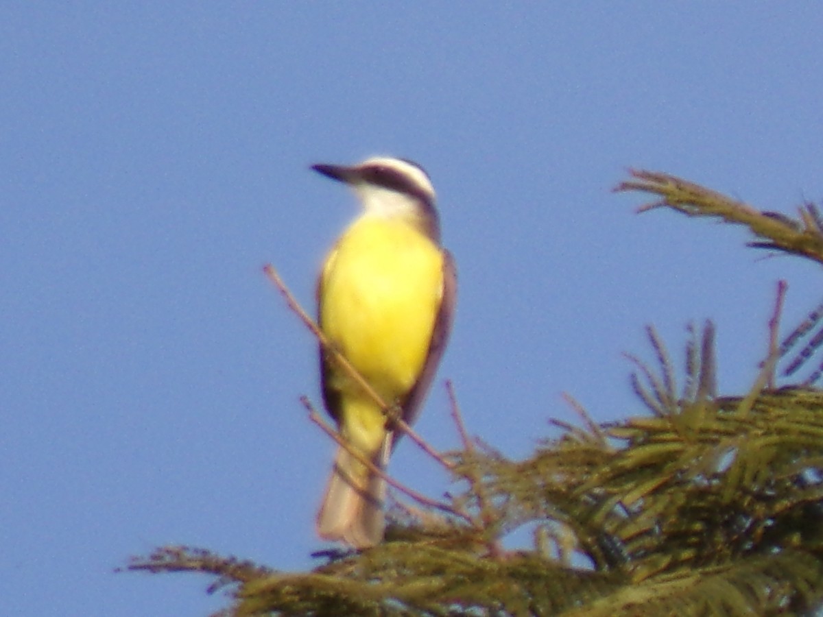 Great Kiskadee - ML620189888