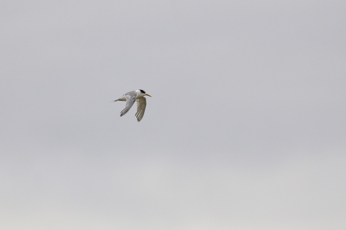 Australian Fairy Tern - ML620189890