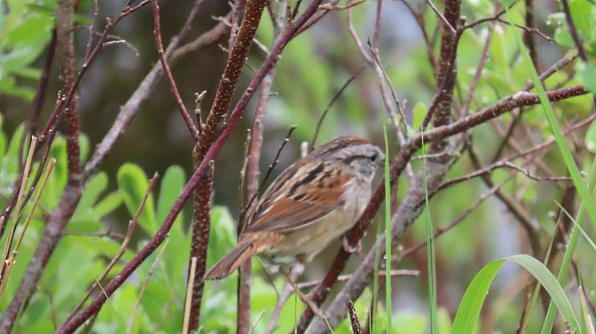 Swamp Sparrow - ML620189921