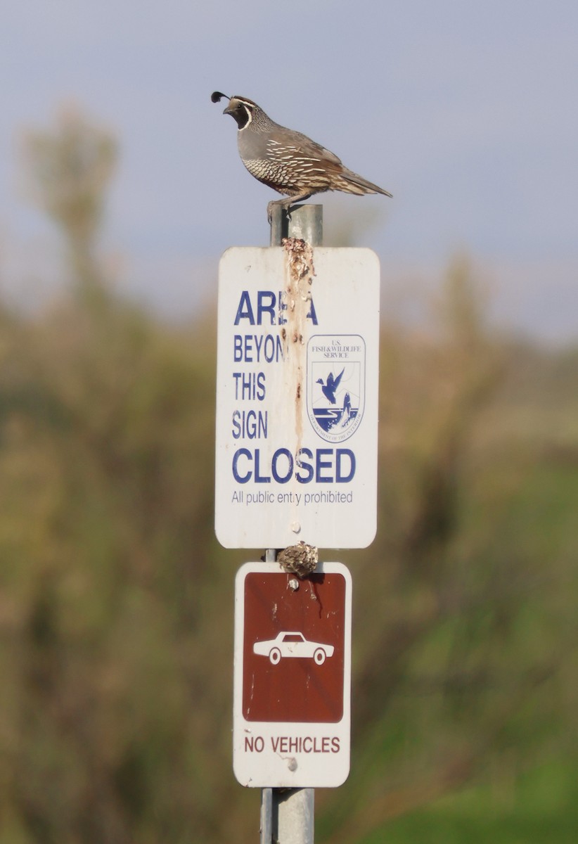 California Quail - ML620189923