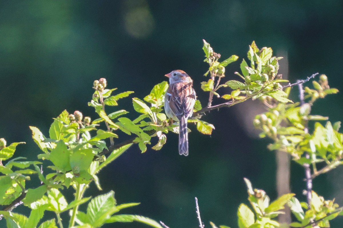 Field Sparrow - ML620189924