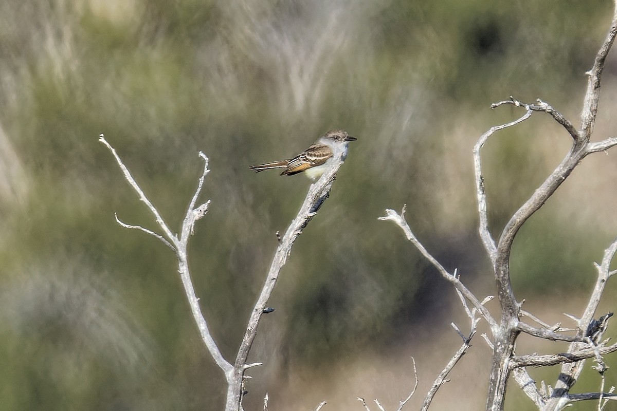 Ash-throated Flycatcher - ML620189937