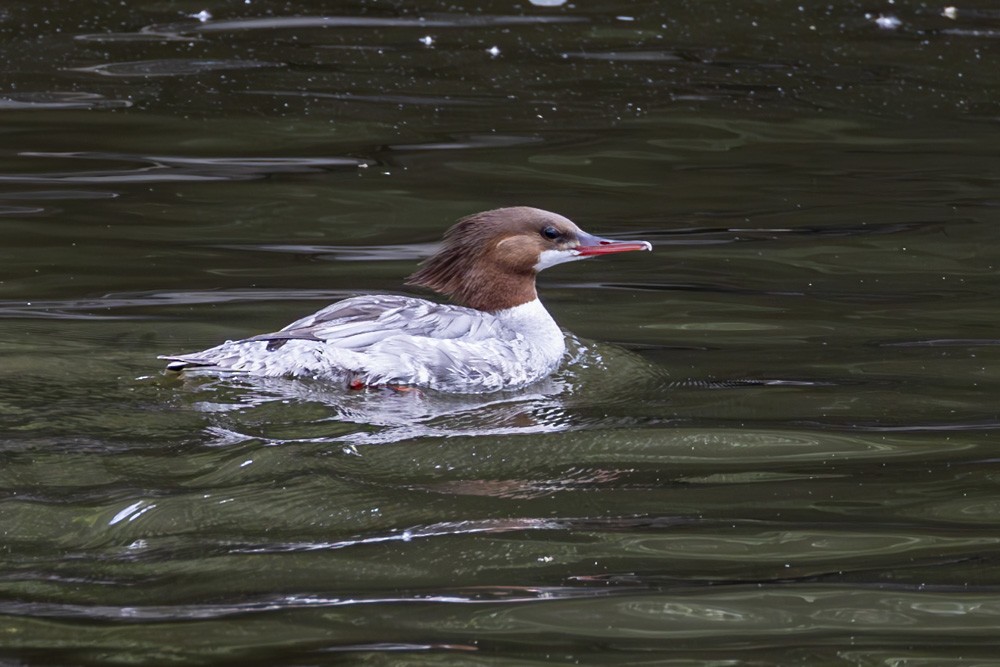 Common Merganser - ML620189938