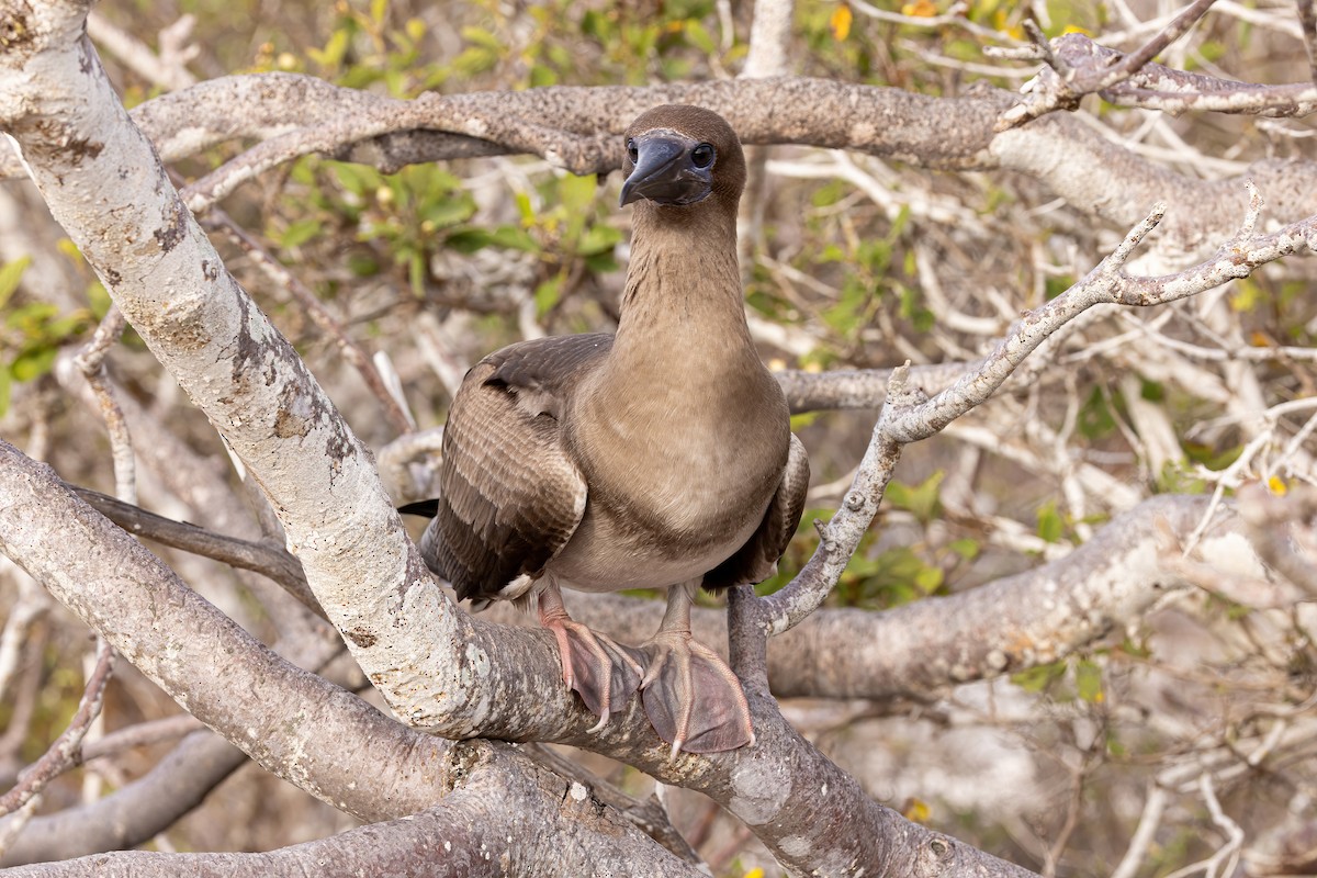 Red-footed Booby - ML620189943