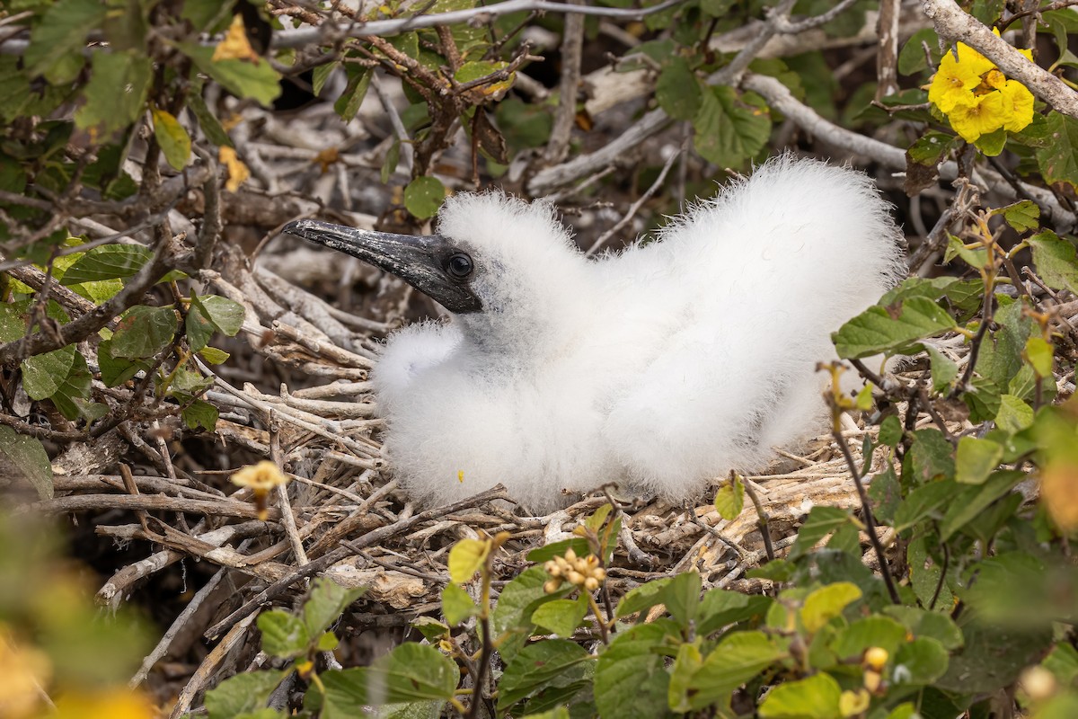 Red-footed Booby - ML620189944