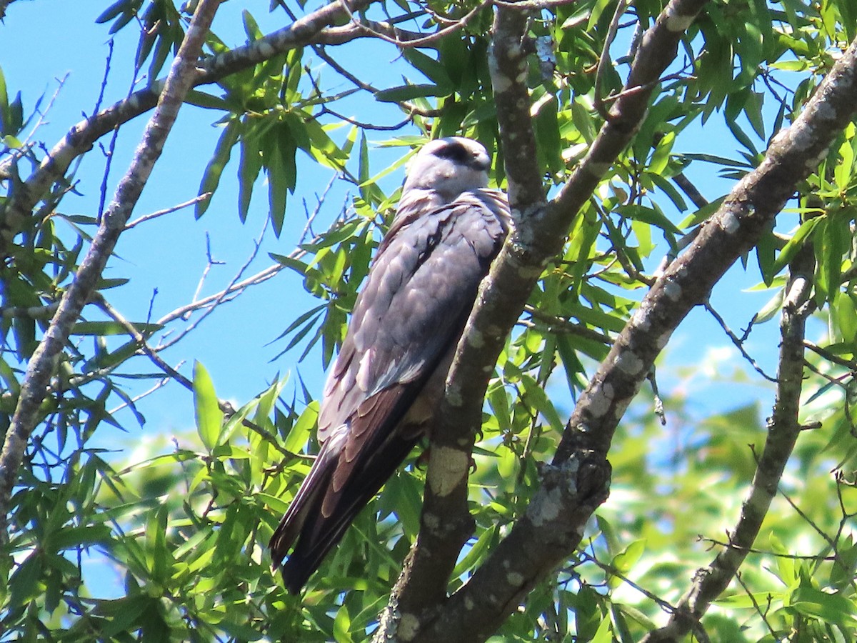 Mississippi Kite - ML620189949