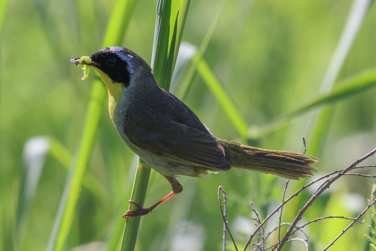 Paruline masquée - ML620189950