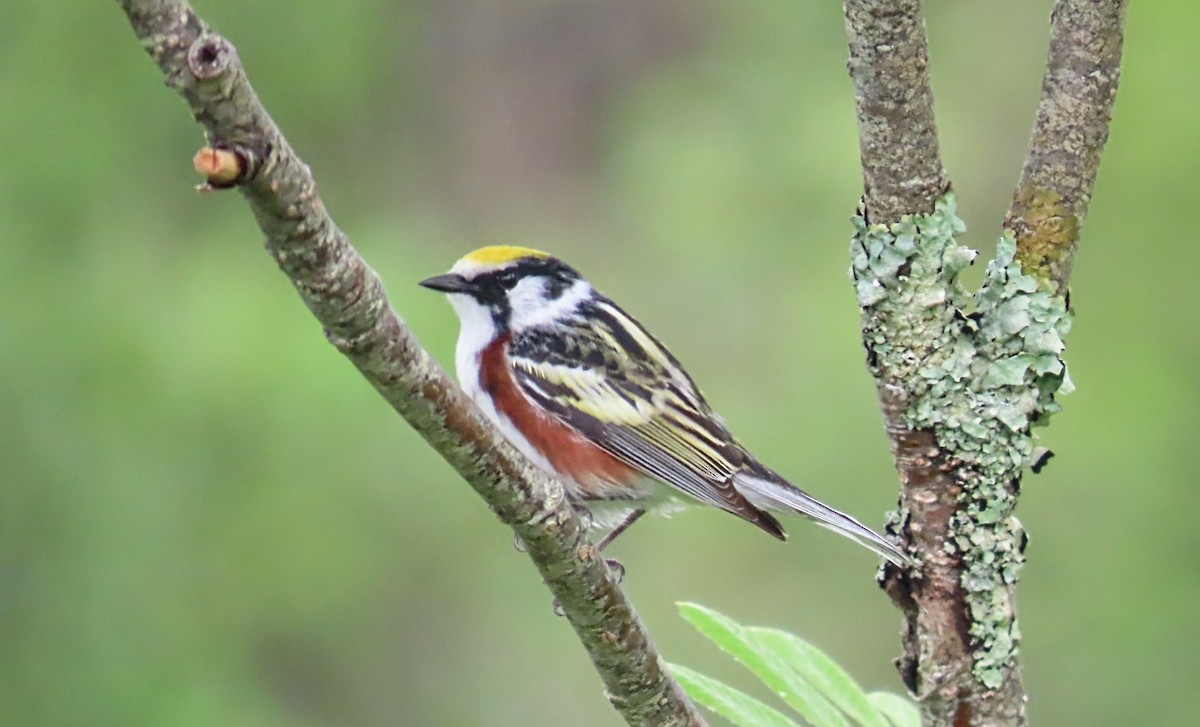 Chestnut-sided Warbler - ML620189953