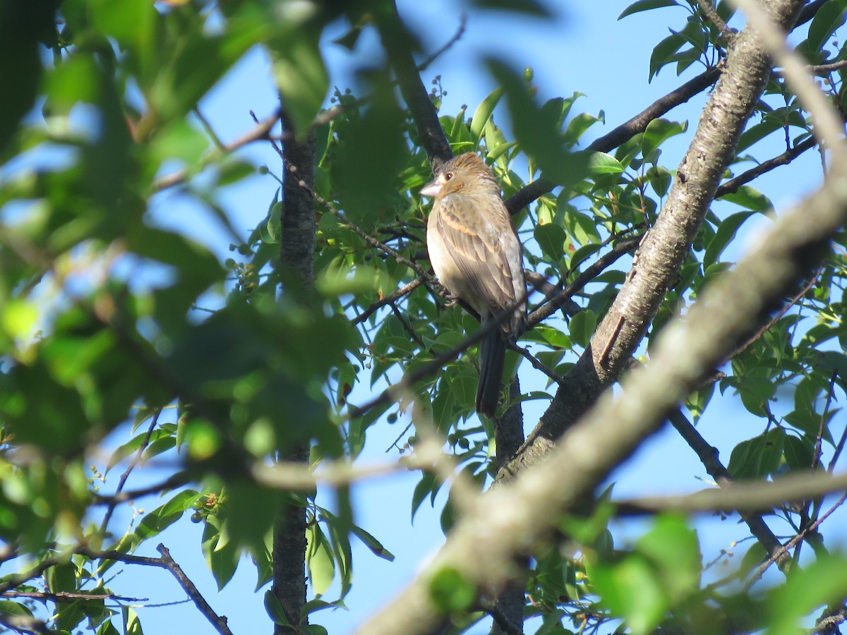 Blue Grosbeak - ML620189954