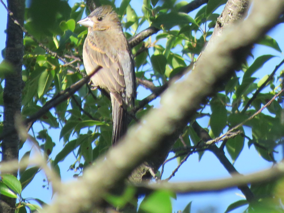 Blue Grosbeak - ML620189955