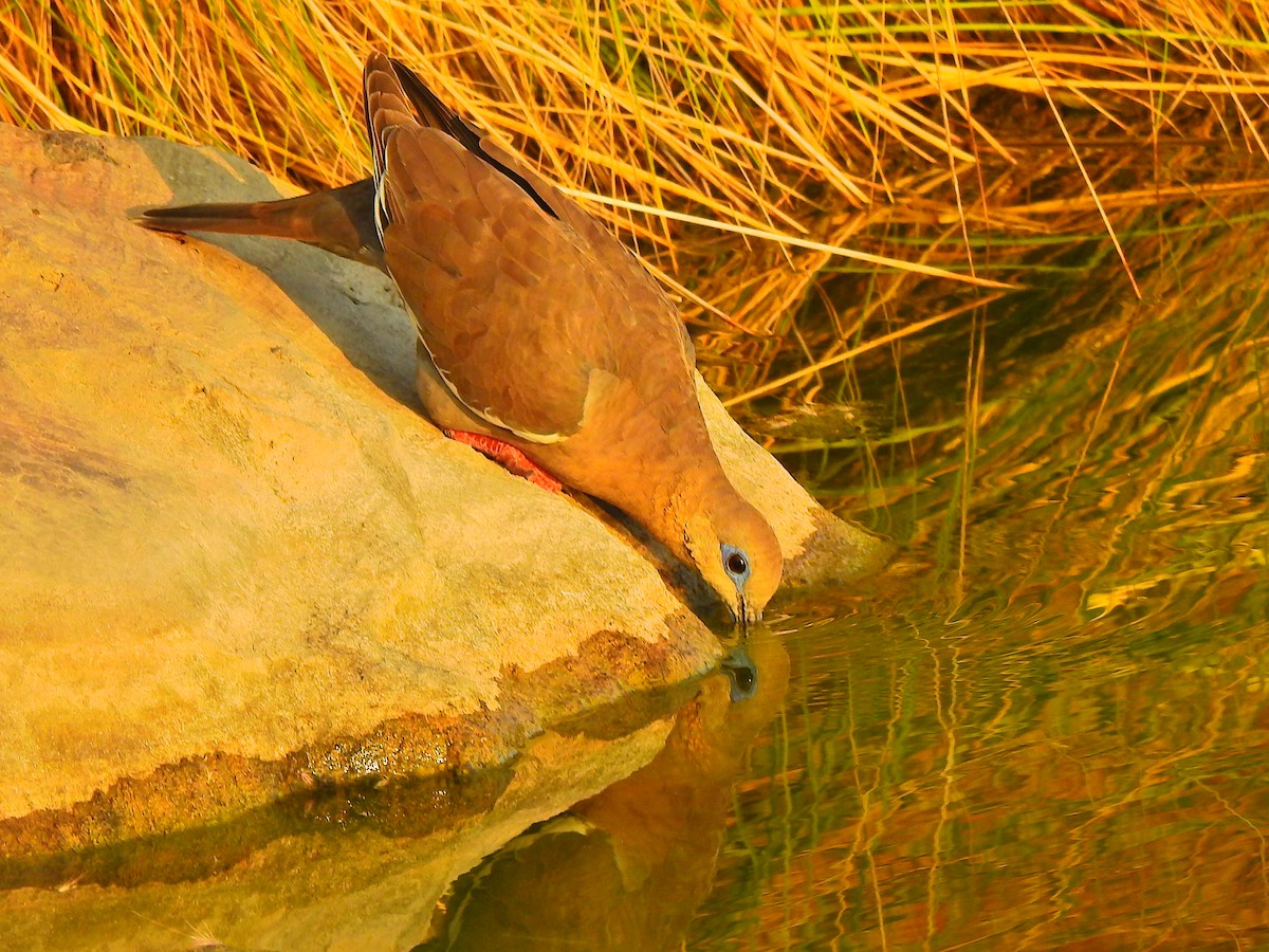 West Peruvian Dove - ML620189957