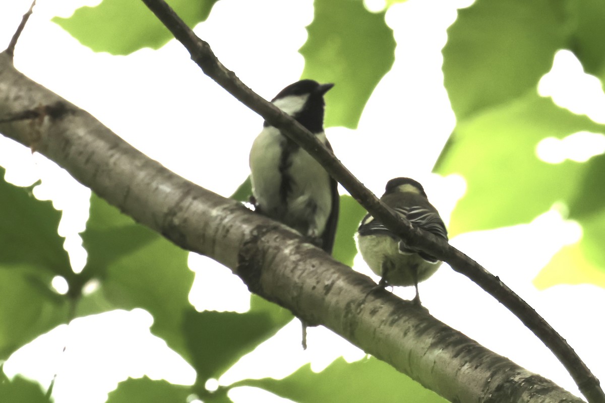 Japanese Tit - ML620189962