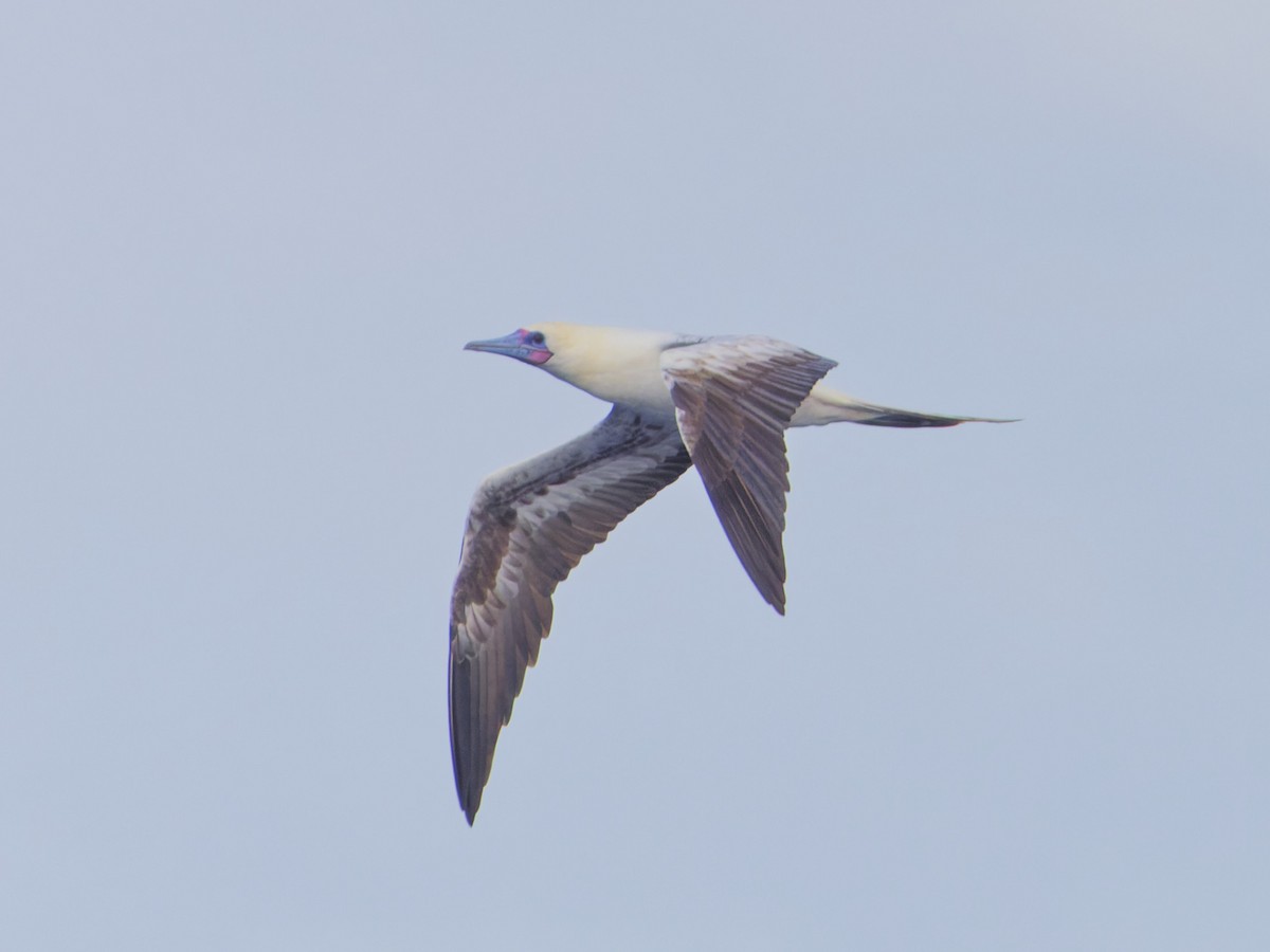 Red-footed Booby - ML620189970