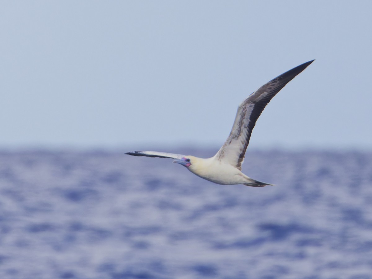 Red-footed Booby - ML620189971