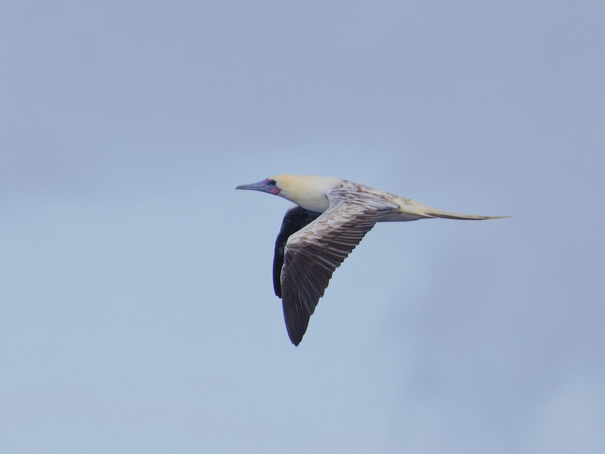 Red-footed Booby - ML620189972
